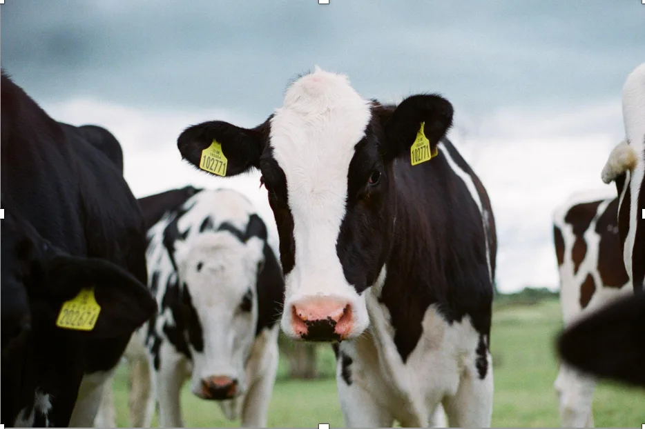 cows with ear tags
