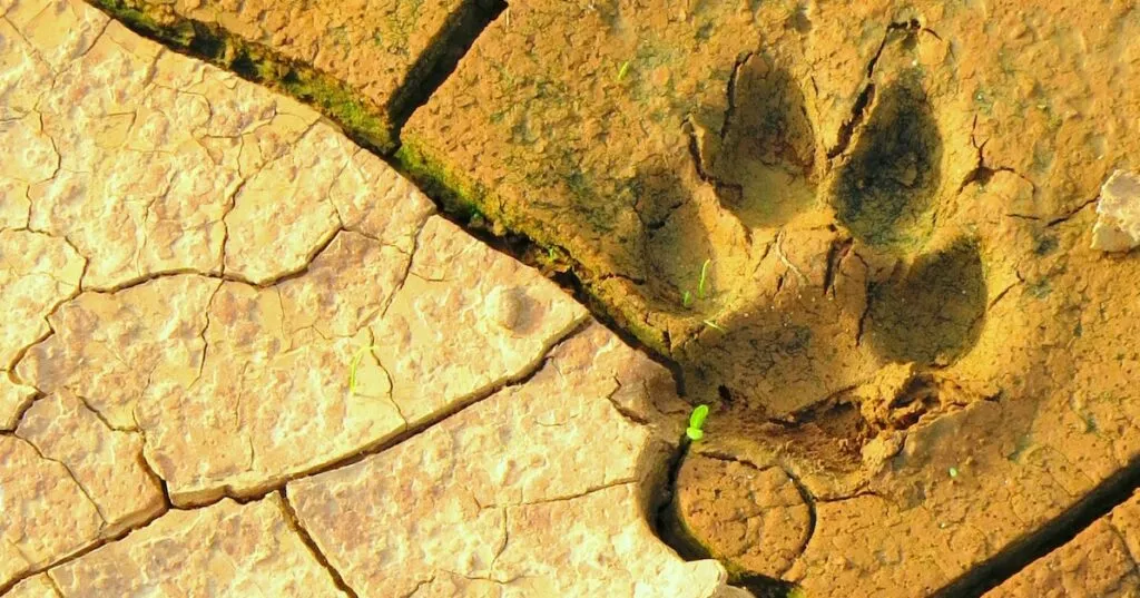 Paw print in cracked dry soil, symbolizing brand tracking and measurement in marketing context.