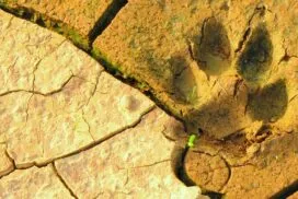 meg-jerrard-mwwSUmcCeB0-unsplash-272x182 Blog